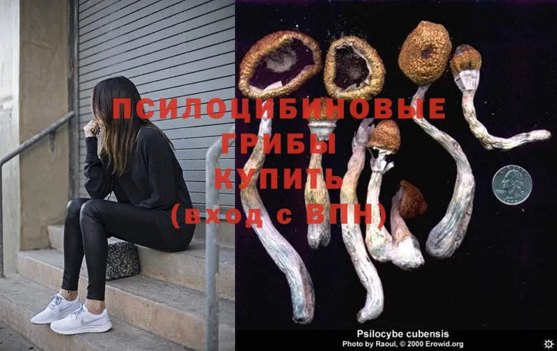 Псилоцибиновые грибы Psilocybine cubensis  где найти   Муром 